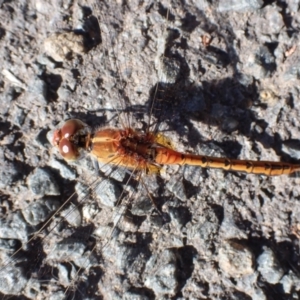 Diplacodes bipunctata at Cook, ACT - 18 Feb 2022 08:04 AM