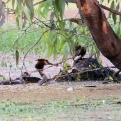 Podiceps cristatus (Great Crested Grebe) at Albury - 18 Feb 2022 by KylieWaldon