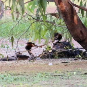 Podiceps cristatus at Splitters Creek, NSW - 18 Feb 2022 06:45 AM