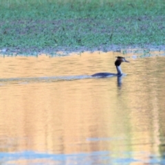 Podiceps cristatus at Splitters Creek, NSW - 18 Feb 2022 06:45 AM