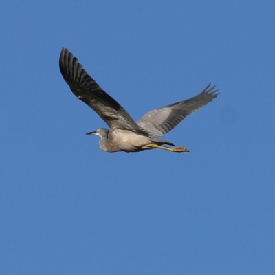 Egretta novaehollandiae (White-faced Heron) at Albury - 17 Feb 2022 by KylieWaldon