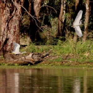 Egretta novaehollandiae at Splitters Creek, NSW - 18 Feb 2022 06:54 AM