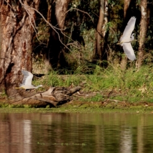 Egretta novaehollandiae at Splitters Creek, NSW - 18 Feb 2022