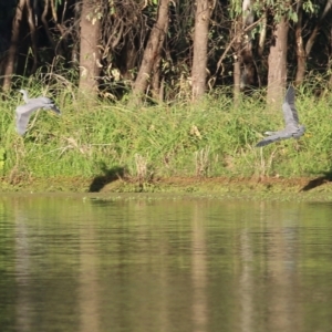 Egretta novaehollandiae at Splitters Creek, NSW - 18 Feb 2022 06:54 AM