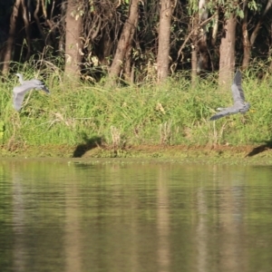 Egretta novaehollandiae at Splitters Creek, NSW - 18 Feb 2022