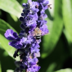 Unidentified Bee (Hymenoptera, Apiformes) at Albury Botanic Gardens - 18 Feb 2022 by KylieWaldon