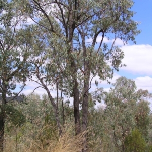 Eucalyptus macrorhyncha at Molonglo Valley, ACT - 19 Feb 2022