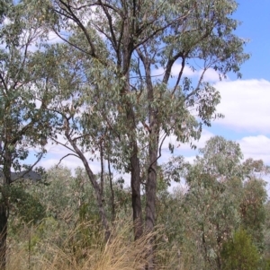 Eucalyptus macrorhyncha at Denman Prospect 2 Estate Deferred Area (Block 12) - 19 Feb 2022