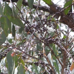 Eucalyptus macrorhyncha at Molonglo Valley, ACT - 19 Feb 2022