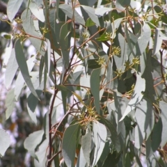 Eucalyptus macrorhyncha at Molonglo Valley, ACT - 19 Feb 2022