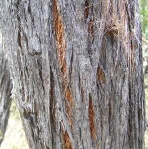 Eucalyptus macrorhyncha at Molonglo Valley, ACT - 19 Feb 2022