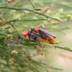 Chauliognathus tricolor (Tricolor soldier beetle) at Molonglo Valley, ACT - 19 Feb 2022 by MatthewFrawley