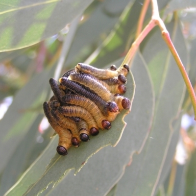 Pseudoperga sp. (genus) (Sawfly, Spitfire) at Piney Ridge - 19 Feb 2022 by MatthewFrawley