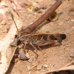 Oedaleus australis (Australian Oedaleus) at Block 402 - 19 Feb 2022 by MatthewFrawley