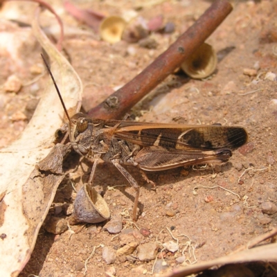 Oedaleus australis (Australian Oedaleus) at Stromlo, ACT - 19 Feb 2022 by MatthewFrawley