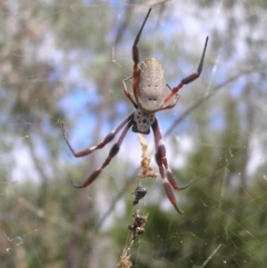 Trichonephila edulis (Golden orb weaver) at Piney Ridge - 19 Feb 2022 by MatthewFrawley