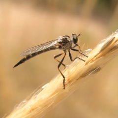 Cerdistus sp. (genus) (Yellow Slender Robber Fly) at Denman Prospect 2 Estate Deferred Area (Block 12) - 19 Feb 2022 by MatthewFrawley