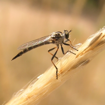 Cerdistus sp. (genus) (Yellow Slender Robber Fly) at Molonglo Valley, ACT - 19 Feb 2022 by MatthewFrawley