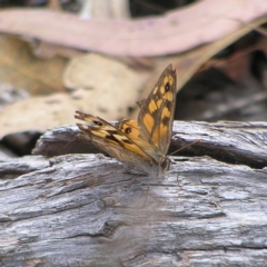 Geitoneura klugii (Marbled Xenica) at Block 402 - 19 Feb 2022 by MatthewFrawley