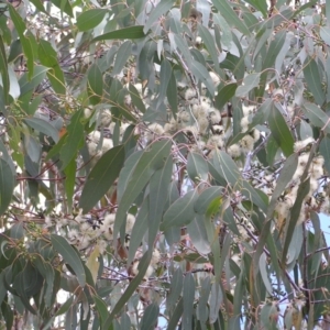 Eucalyptus nortonii at Molonglo Valley, ACT - 19 Feb 2022