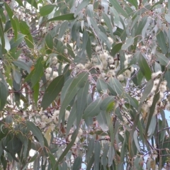 Eucalyptus nortonii (Large-flowered Bundy) at Molonglo Valley, ACT - 19 Feb 2022 by MatthewFrawley