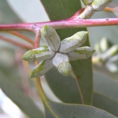 Eucalyptus nortonii at Molonglo Valley, ACT - 19 Feb 2022