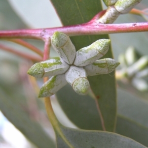 Eucalyptus nortonii at Molonglo Valley, ACT - 19 Feb 2022 01:26 PM