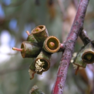 Eucalyptus nortonii at Molonglo Valley, ACT - 19 Feb 2022 01:26 PM