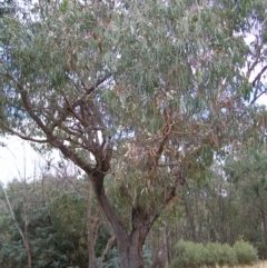 Eucalyptus nortonii at Molonglo Valley, ACT - 19 Feb 2022