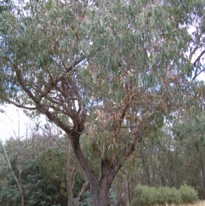 Eucalyptus nortonii at Molonglo Valley, ACT - 19 Feb 2022 01:26 PM