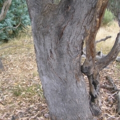 Eucalyptus nortonii at Molonglo Valley, ACT - 19 Feb 2022