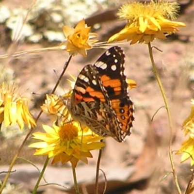 Vanessa kershawi (Australian Painted Lady) at Block 402 - 19 Feb 2022 by MatthewFrawley