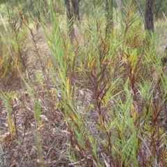 Stypandra glauca (Nodding Blue Lily) at Block 402 - 19 Feb 2022 by MatthewFrawley