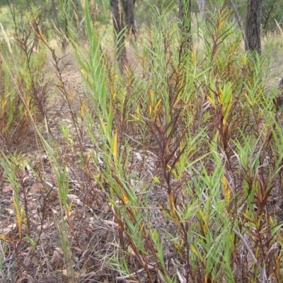 Stypandra glauca (Nodding Blue Lily) at Piney Ridge - 19 Feb 2022 by MatthewFrawley