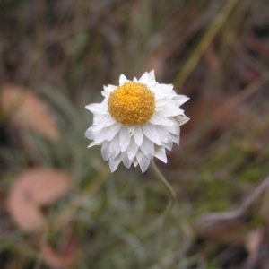 Leucochrysum albicans subsp. tricolor at Stromlo, ACT - 19 Feb 2022 01:42 PM