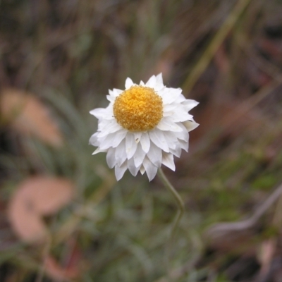 Leucochrysum albicans subsp. tricolor (Hoary Sunray) at Block 402 - 19 Feb 2022 by MatthewFrawley