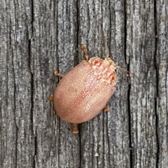 Paropsis atomaria (Eucalyptus leaf beetle) at Googong, NSW - 19 Feb 2022 by Wandiyali