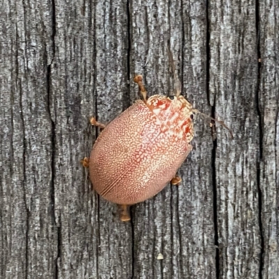 Paropsis atomaria (Eucalyptus leaf beetle) at QPRC LGA - 19 Feb 2022 by Wandiyali