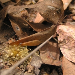 Goniaea australasiae (Gumleaf grasshopper) at Block 402 - 19 Feb 2022 by MatthewFrawley