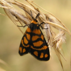 Asura lydia (Lydia Lichen Moth) at Piney Ridge - 19 Feb 2022 by MatthewFrawley