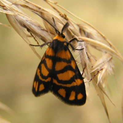 Asura lydia (Lydia Lichen Moth) at Stromlo, ACT - 19 Feb 2022 by MatthewFrawley