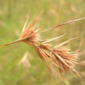 Themeda triandra at Stromlo, ACT - 19 Feb 2022