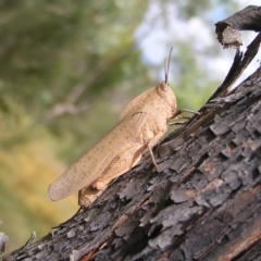 Goniaea australasiae (Gumleaf grasshopper) at Piney Ridge - 19 Feb 2022 by MatthewFrawley