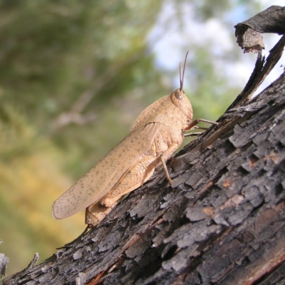 Goniaea australasiae (Gumleaf grasshopper) at Stromlo, ACT - 19 Feb 2022 by MatthewFrawley