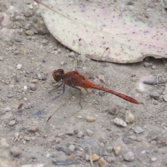 Diplacodes bipunctata (Wandering Percher) at Denman Prospect 2 Estate Deferred Area (Block 12) - 19 Feb 2022 by MatthewFrawley