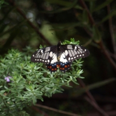 Papilio anactus (Dainty Swallowtail) at Kambah, ACT - 19 Feb 2022 by MatthewFrawley