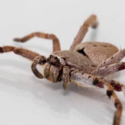 Isopedella pessleri (A huntsman spider) at QPRC LGA - 16 Feb 2022 by MarkT