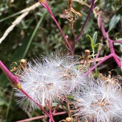 Arrhenechthites mixtus (Purple Fireweed) at Cotter River, ACT - 16 Feb 2022 by RAllen