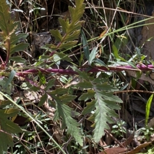 Arrhenechthites mixtus at Cotter River, ACT - 16 Feb 2022