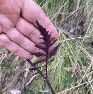 Arrhenechthites mixtus at Cotter River, ACT - 16 Feb 2022